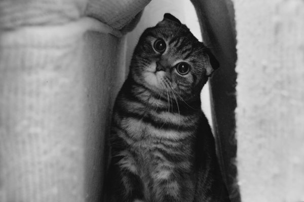 Спроси меня фон