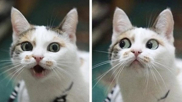 Сиба-ину Догги