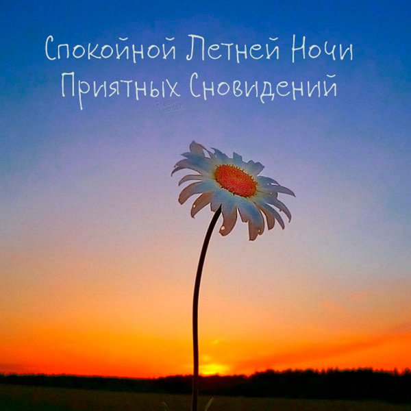 Доброй ночи ромашки