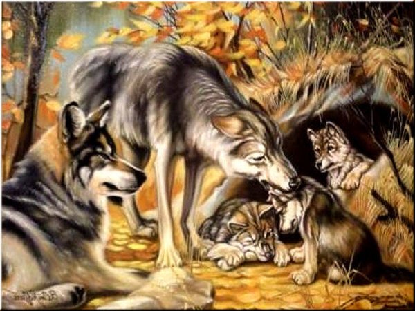 Волк волчица и Волчонок