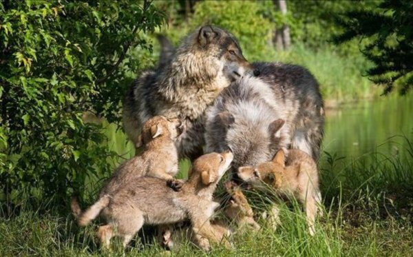 Эндрю Хатчинсон художник волки