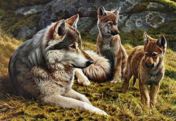 Волки семья Волков