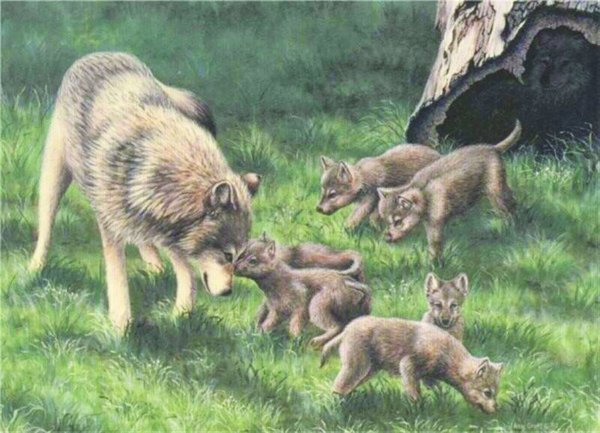 Волчья семья с волчатами