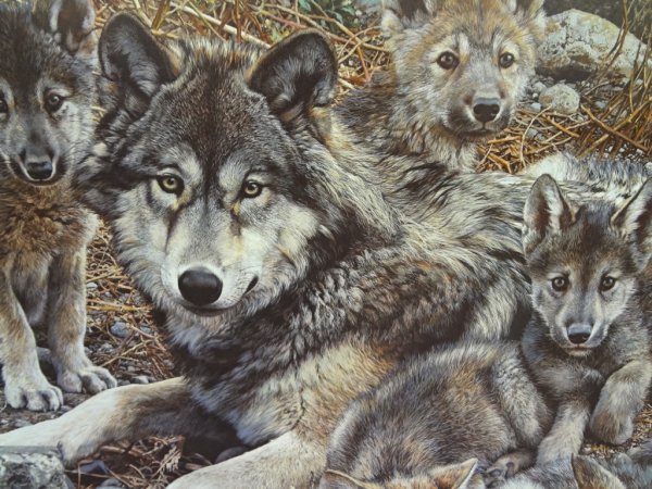 Волк, волчица, волчата – Волчье Логово,