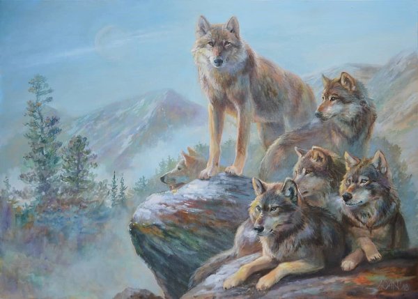 Волк, волчица,семья Волков