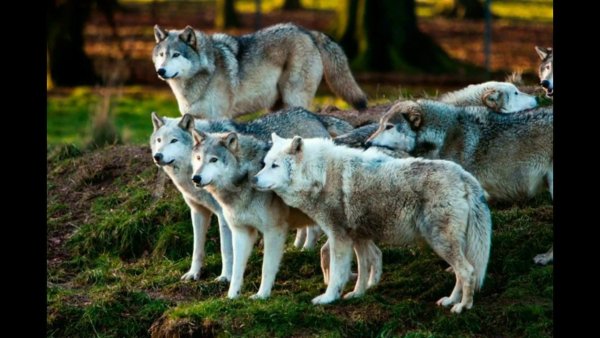 Волчата лето