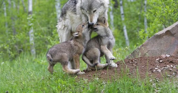 Стая волчат