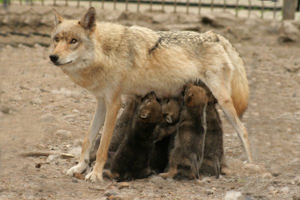 Волк с волчатами