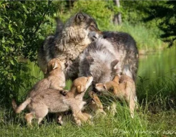 Волчица с волчатами