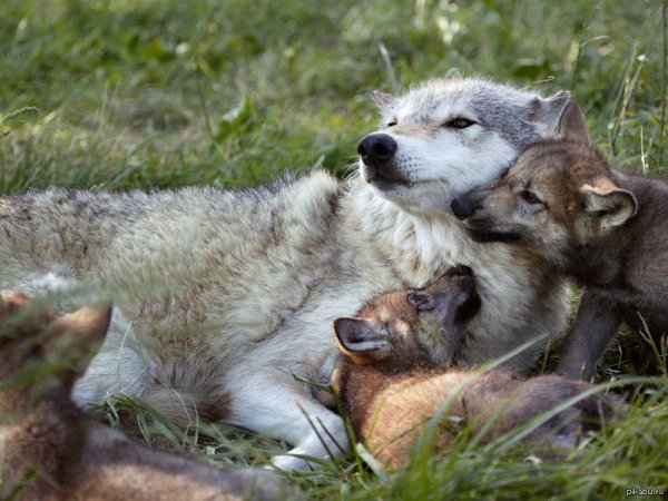 Семья Волков с волчатами