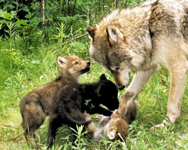 Волчья стая фильм 2015