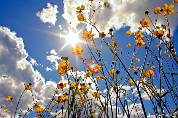 Майское солнце