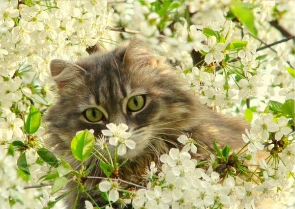 Весна и котики