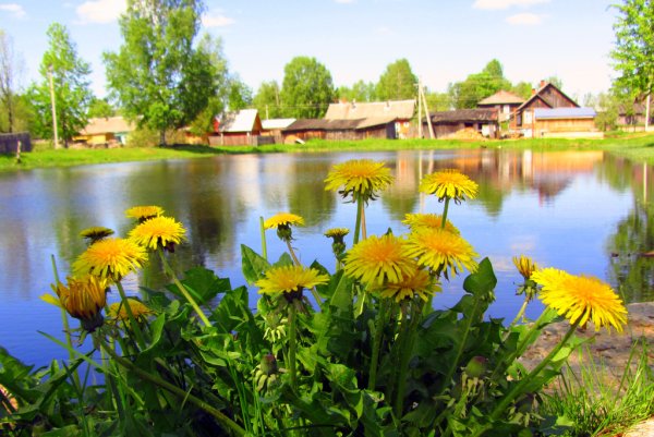 Лето в деревне