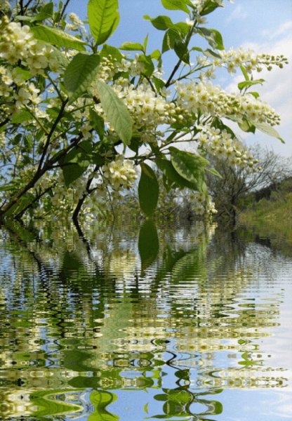 Черёмуха душистая