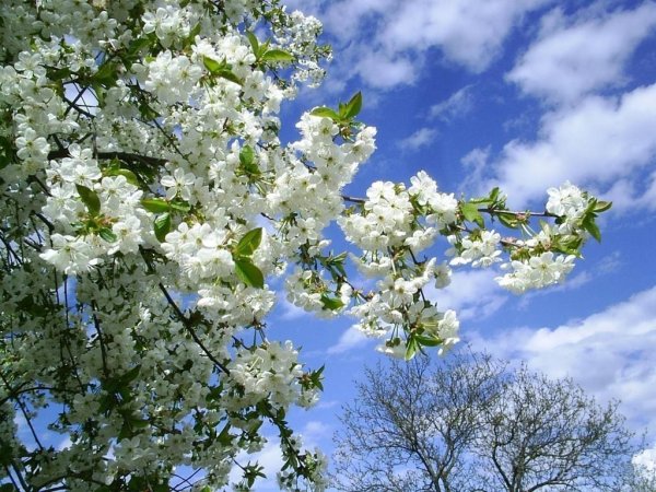 Май природа