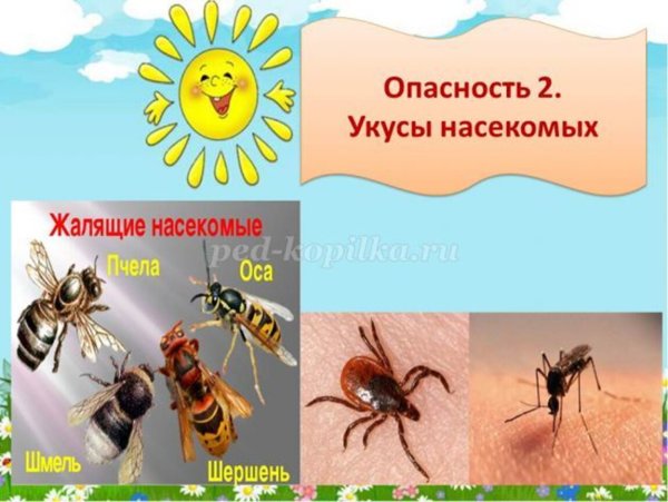 Безопасность с насекомыми для детей