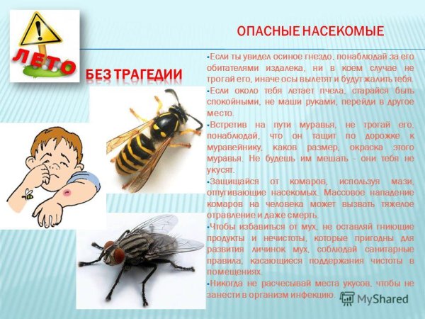 Опасные насекомые для детей