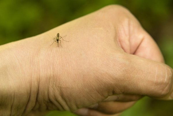 Укусы насекомых консультация для родителей в детском саду