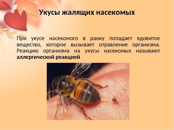 Укусы насекомых для дошкольников