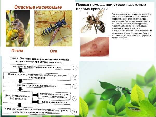 Оказание помощи при укусе насекомых