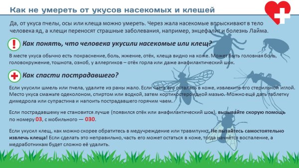 Укусы насекомых презентация