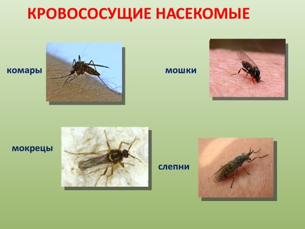Паут Овод слепень укусы