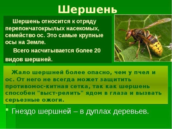 Опасные насекомые клещи