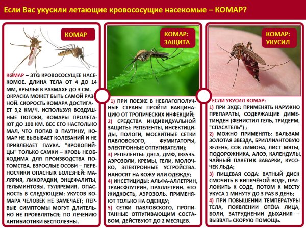 Памятка для родителей укусы насекомых