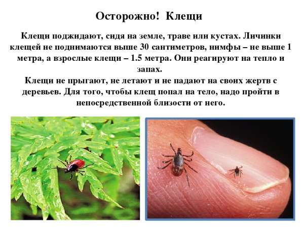 Аллергическая реакция на руках