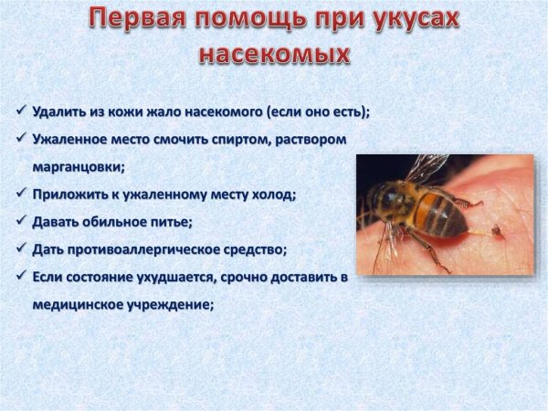 Огромный комар