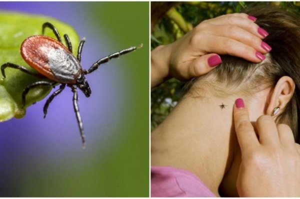 Aedes aegypti комар