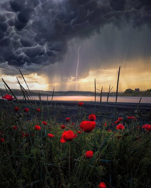 Поле перед грозой