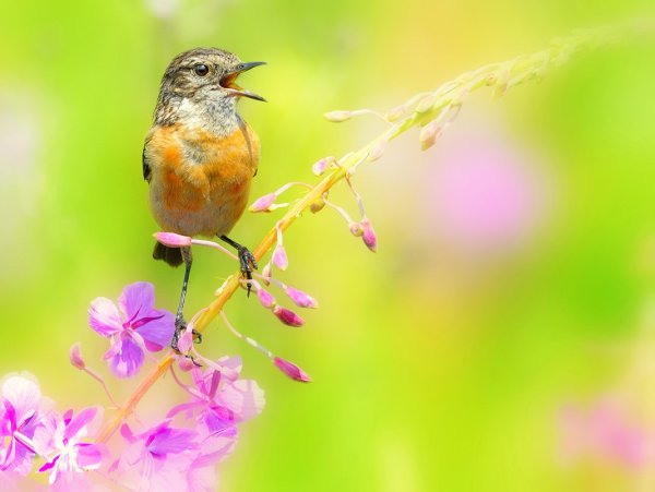 Летние птицы луговые