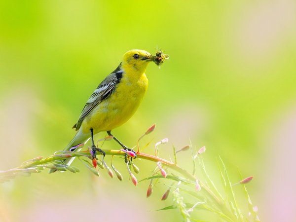 Летние птицы