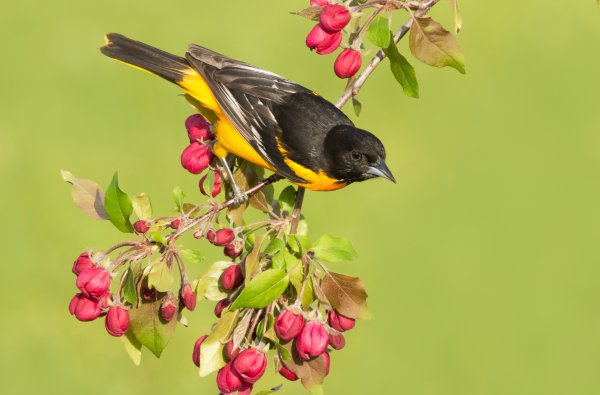 Иволга поет над родником Иволга в малиннике