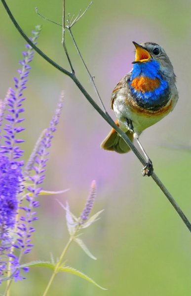 Птица варакушка пение