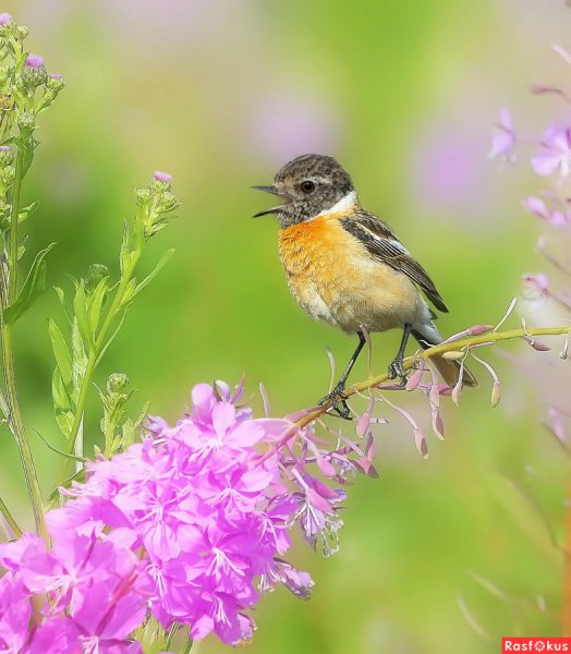 Лето природа птицы