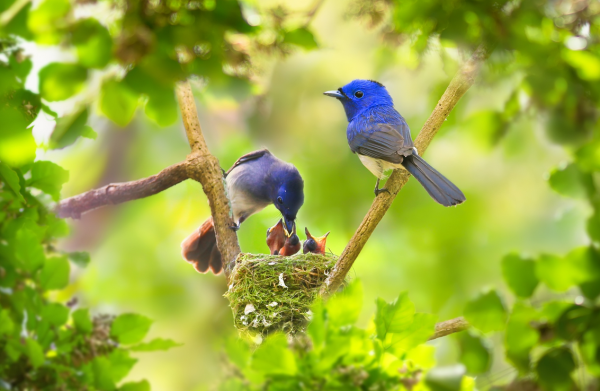 Природа птицы