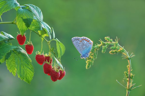Клубника на ветке