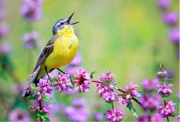 Весенние птицы