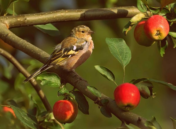 Птицы в саду