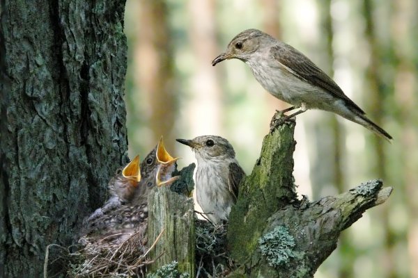 Птицы весной