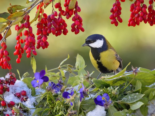 Синица летом
