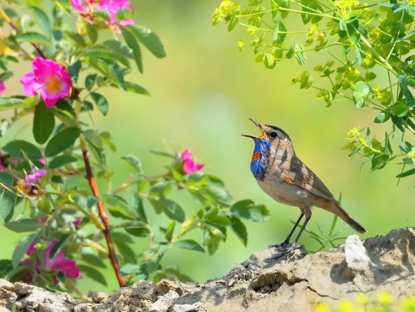 Трель варакушки птицы