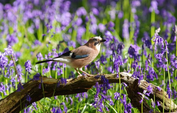 Июльские птицы