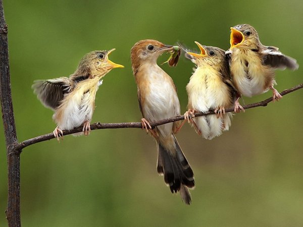 Птицы летом