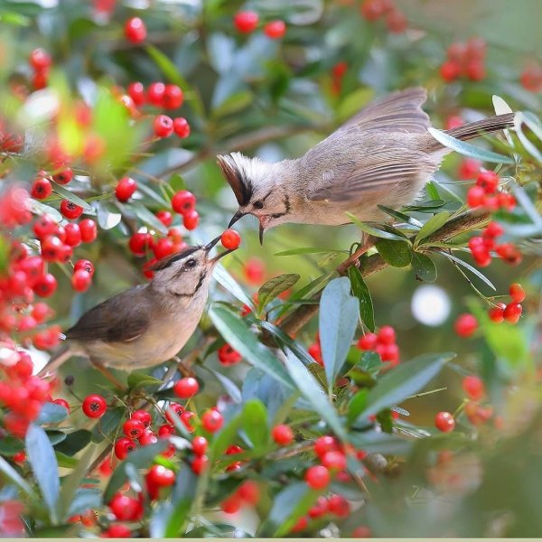 Красивый сад с птицами