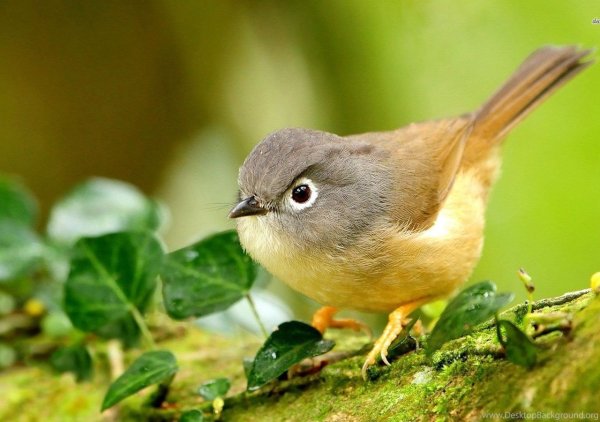 Ранняя птичка