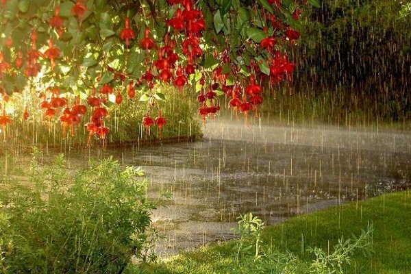 Лето дождь